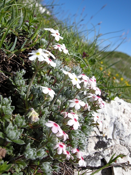 Androsace villosa /Androsace appenninica